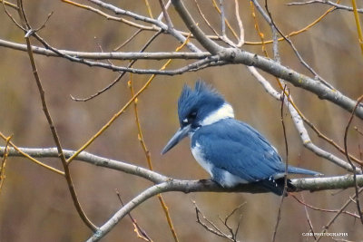 Belted Kingfisher