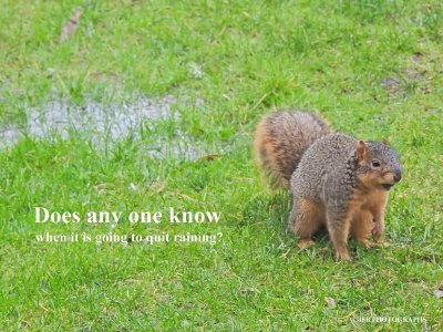 This squirrel want's to know, when will it quit raining