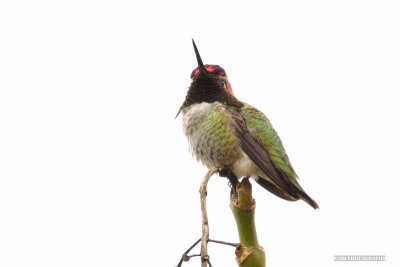 Annas hummingbird male