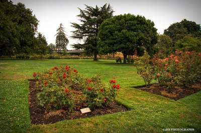 Owen memorial rose garden