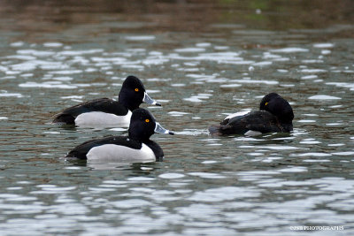 Male Ring-necked Ducks