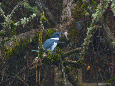 Belted Kingfisher