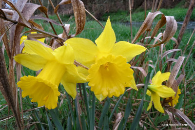Daffodils in the gully
