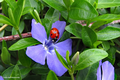 Ladybug & Flower