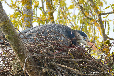 The heron are nesting