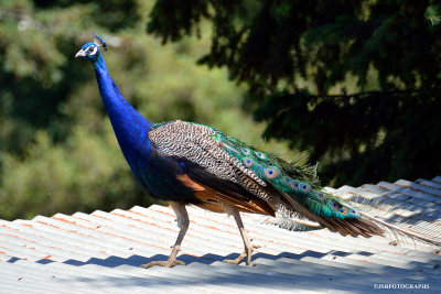Peacock on a tin roof