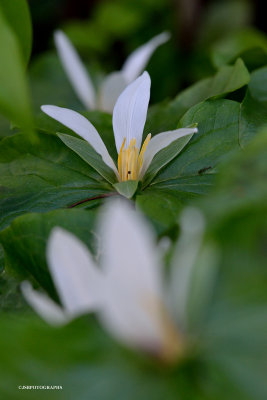Trillium flowers 