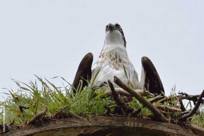 Osprey looking out of nest