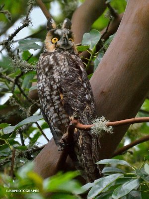 Long eared owl on skinner butte