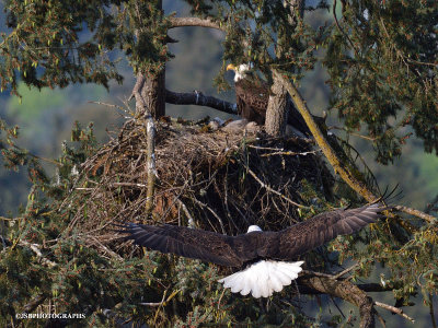 Skinner butte eagles