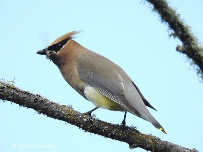 Ceder Waxwing with a damselfly