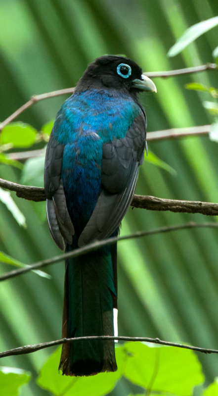 Black-headed Trogon