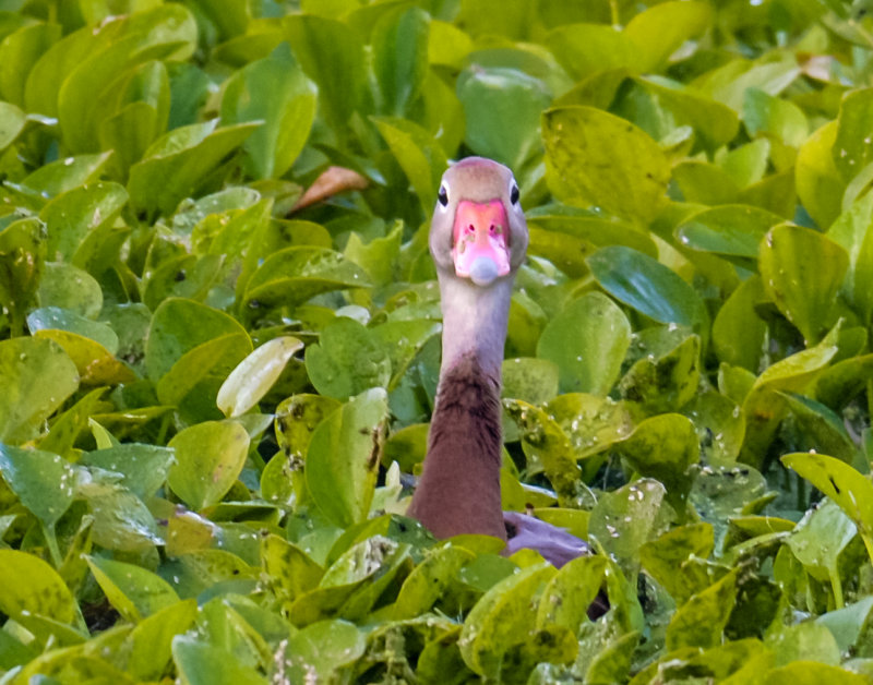 DSC_2822-Edit.jpg
