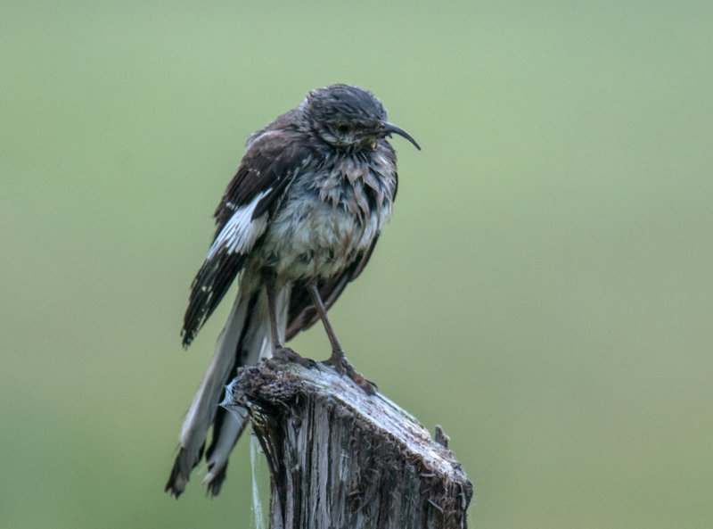 Northern Mockingbird