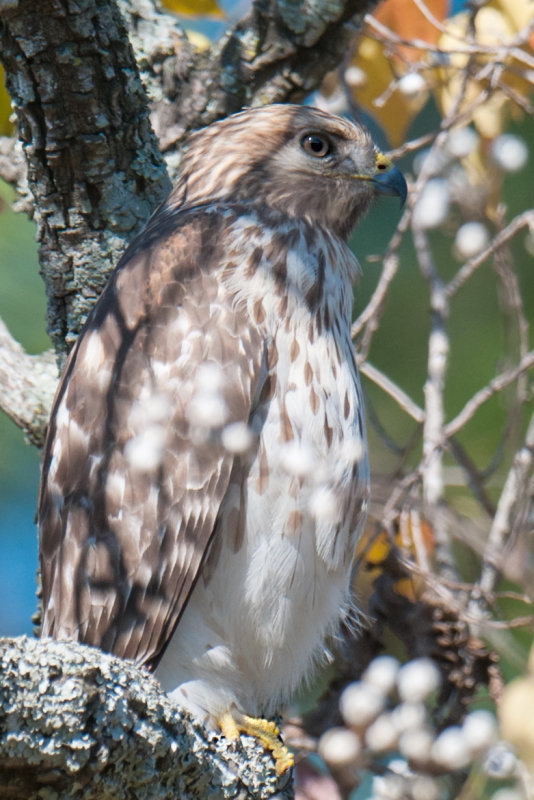 Coopers Hawk