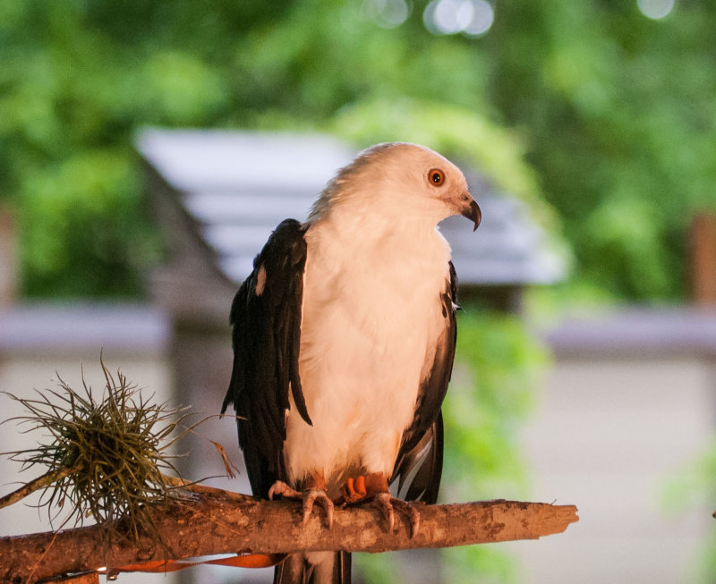 Swallow-tailed Kite