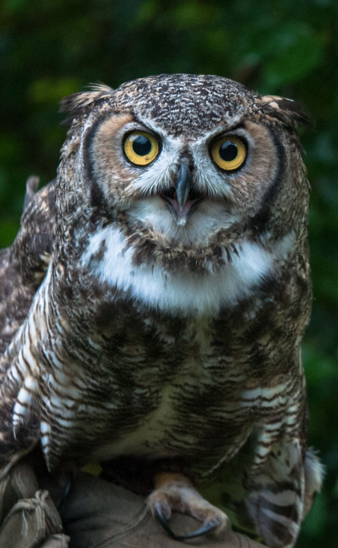 Great Horned Owl