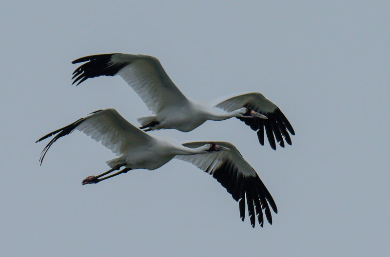 Whooping Crane