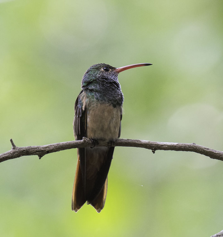 Buff-bellied Hummingbird