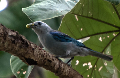 Blue-gray Tanager