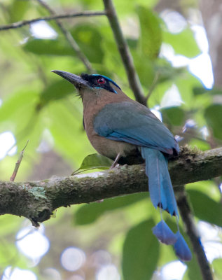 Blue Crowned Motmot