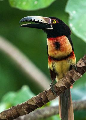 Collared Aracari