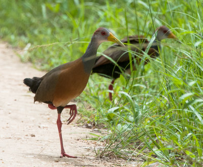 Gray-necked Woodrail