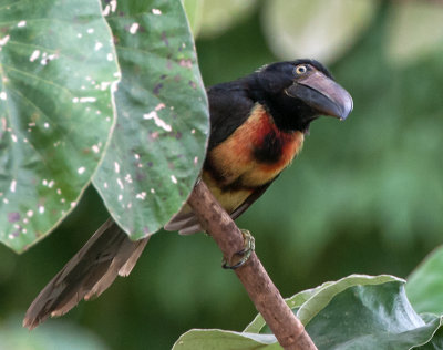 Collared Aracari