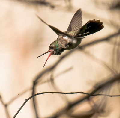 Broad-billed Hummingbird catching an insect