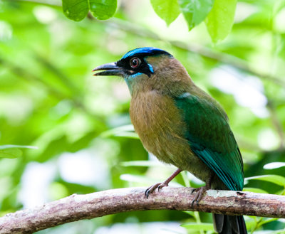 Blue-crowned Motmot