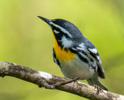 Yellow-throated Warbler