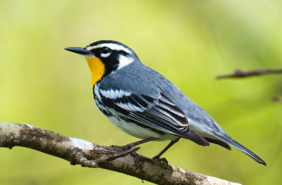 Yellow-throated Warbler