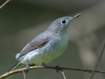 Blue-gray Gnatcatcher