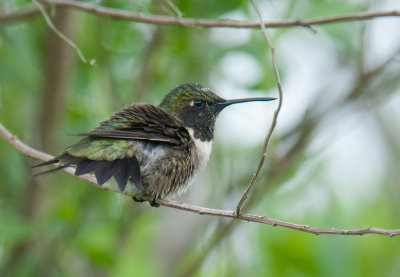 Black-chinned Hummingbird