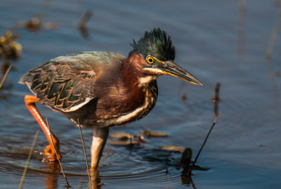 Green Heron