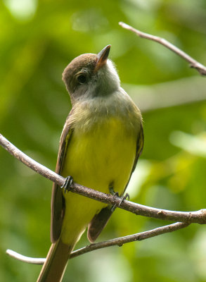 Great Crested Flycatcher