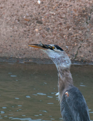 Great Blue Heron