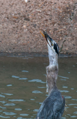 Great Blue Heron