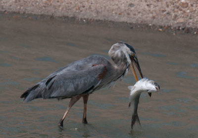 Great Blue Heron