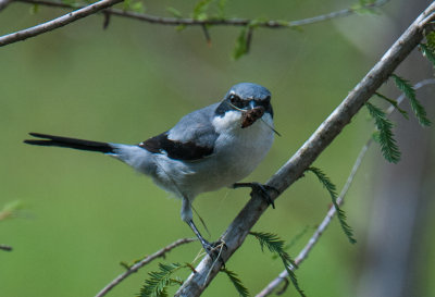 Loggerhead  Shrike