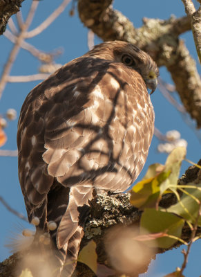 Coopers Hawk