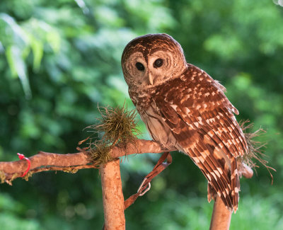 Barred Owl