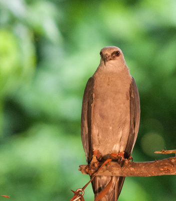 Mississippi Kite