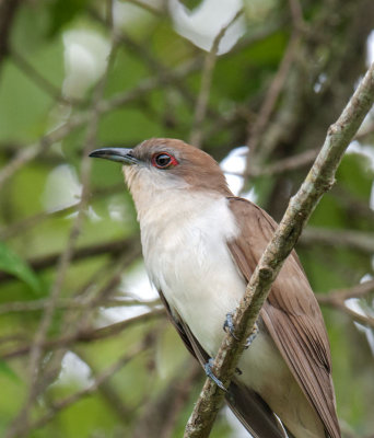 Black-billed Cuckoo