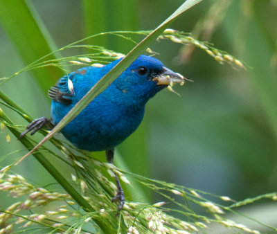 Indigo Bunting