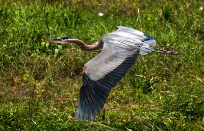 Great Blue Heron