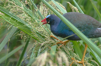 Purple Gallinule