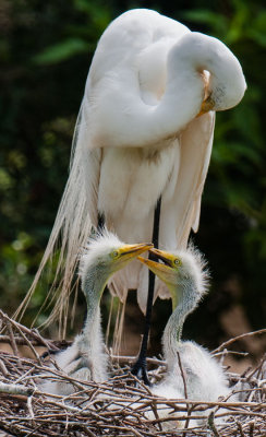 Great Egret