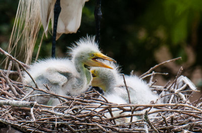 Great Egret