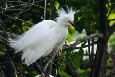 Snowy Egret